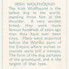 Irish Wolfhound.