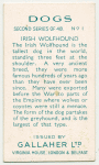 Irish Wolfhound.