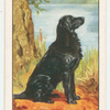Flat-coated Retriever.