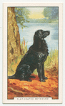 Flat-coated Retriever.