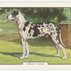 Great Dane.