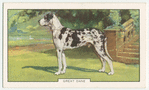 Great Dane.