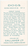 Great Dane.
