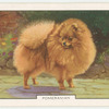 Pomeranian.