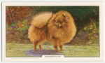 Pomeranian.