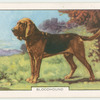 Bloodhound.