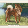 Finnish Spitz.