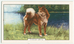 Finnish Spitz.