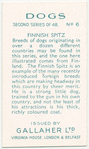Finnish Spitz.