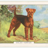 Welsh Terrier.