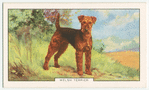 Welsh Terrier.
