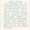 Welsh Terrier.