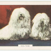 Maltese.