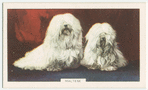 Maltese.