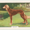 Saluki.