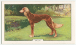 Saluki.