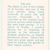 Saluki.