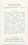 Saluki.