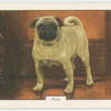 Pug.