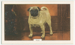 Pug.