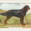 Gordon Setter.