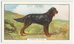 Gordon Setter.
