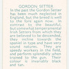 Gordon Setter.