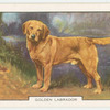 Golden Labrador.