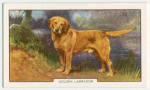 Golden Labrador.