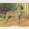 Boxer.