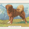 Tibetan Mastiff.