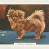 Tibetan Spaniel.