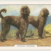 Afghan Hound.