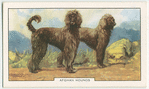 Afghan Hound.