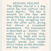 Afghan Hound.