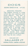 Afghan Hound.