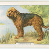 Otterhound.