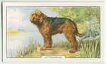 Otterhound.