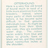 Otterhound.