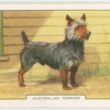 Australian Terrier.