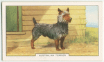 Australian Terrier.