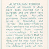 Australian Terrier.