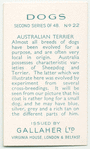 Australian Terrier.