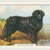 Newfoundland.