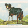 Shetland Sheepdog.