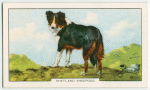 Shetland Sheepdog.