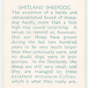 Shetland Sheepdog.