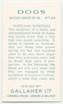 Shetland Sheepdog.