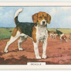 Beagle.