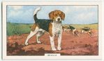 Beagle.